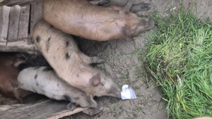 Purcei de in vârstă de 3 luni din rasa duroc cu marele alb