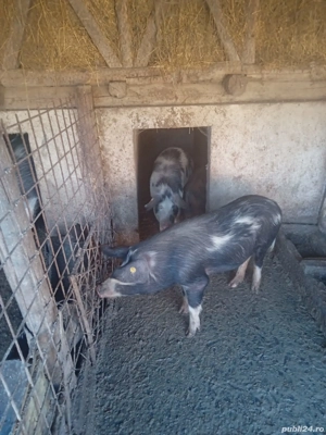 Vând porci de țară!  - imagine 3