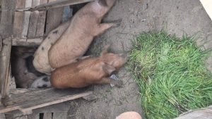 Grasuni in vârstă de 4 luni din rasa duroc cu marele alb - imagine 4