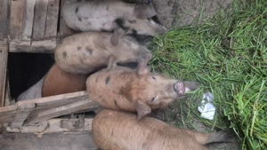 Grasuni in vârstă de 4 luni din rasa duroc cu marele alb - imagine 3