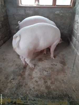porci de țară  - imagine 3