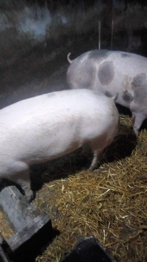 Scroafa de vînzare  - imagine 2