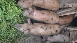 Grasuni in vârstă de 4 luni din rasa duroc cu marele alb - imagine 2