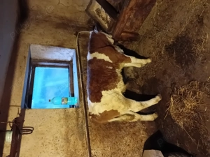 Juninca  gestanta  - imagine 3