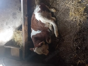 Juninca  gestanta  - imagine 2