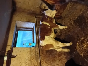 Juninca  gestanta  - imagine 4