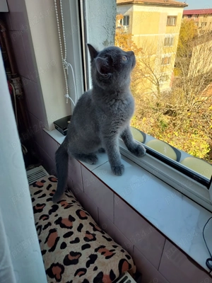 De vânzare Motănel British Shorthair - imagine 3