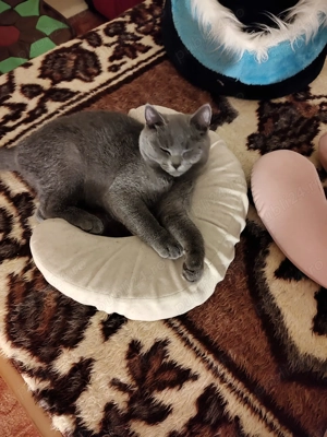 De vânzare Motănel British Shorthair - imagine 2