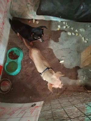 Vând Chihuahua mini de rasa