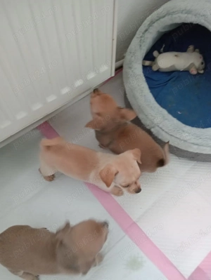 Vând Chihuahua mini de rasa - imagine 3