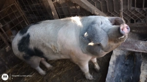 Vând porc  - imagine 3