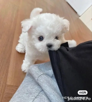 Bichon Maltez Mini Toy. 