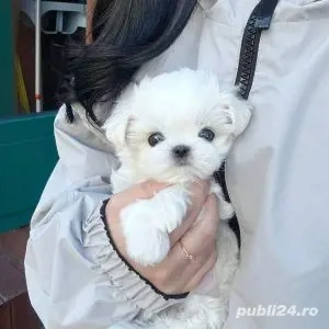 Bichon Maltez Mini Toy  - imagine 3