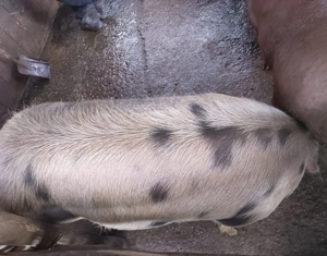 Vând scroafă (200 kg) - imagine 2