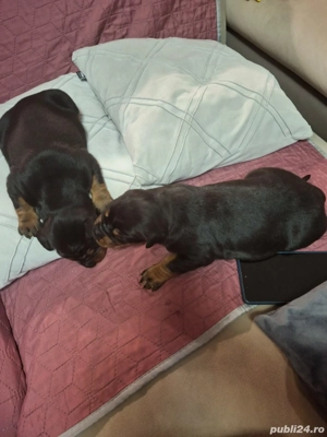 Catelusi dobermann 2 masculi - imagine 2