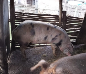 Vând scroafă (200 kg)