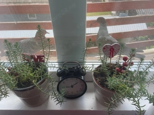 Revelion de neuitat 4500 lei 3 zile - imagine 4