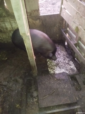 vand vietnamezi  - imagine 2