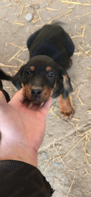 Căteluși Copoi Ardelenesc de vânătoare. - imagine 4