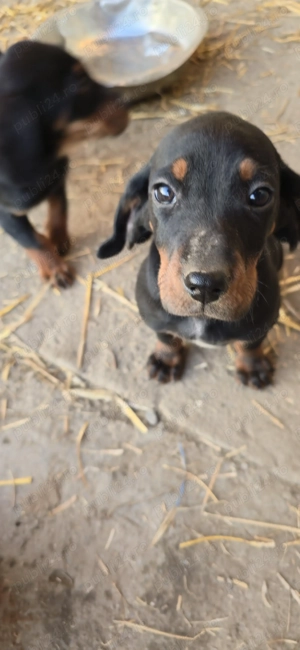 Căteluși Copoi Ardelenesc de vânătoare.