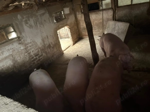 Vând porci crescuti 