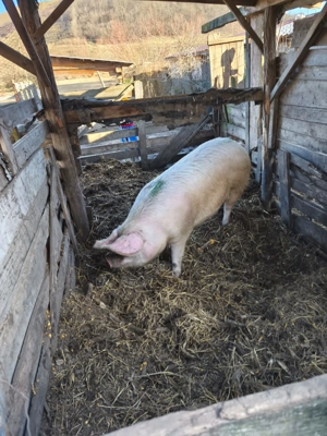 Vindem 2 scroafe pentru sacrificat  - imagine 2