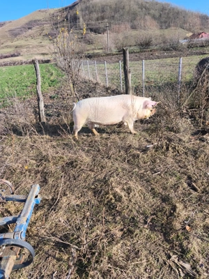 Vindem 2 scroafe pentru sacrificat  - imagine 3