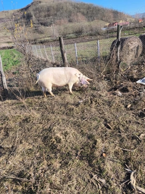 Vindem 2 scroafe pentru sacrificat  - imagine 4