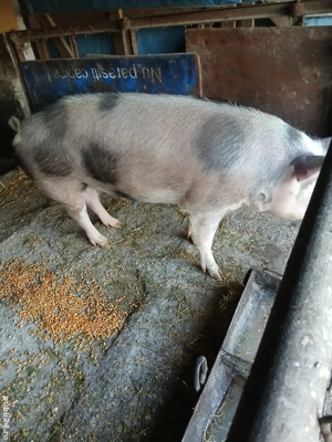 porc de vanzare 