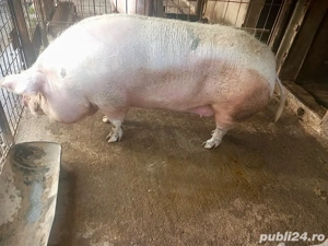 vand porc, 13 lei kg  - imagine 3