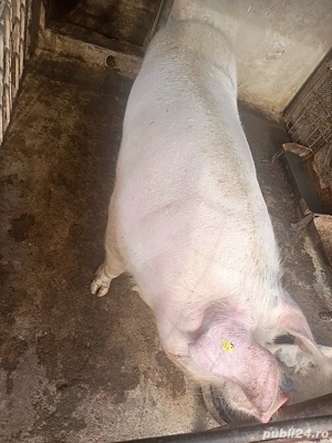 vand porc, 13 lei kg  - imagine 4