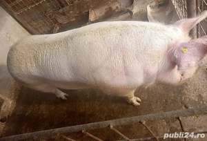 vand porc, 13 lei kg 