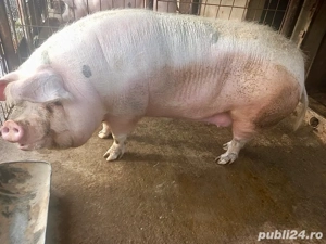 vand porc, 13 lei kg  - imagine 2