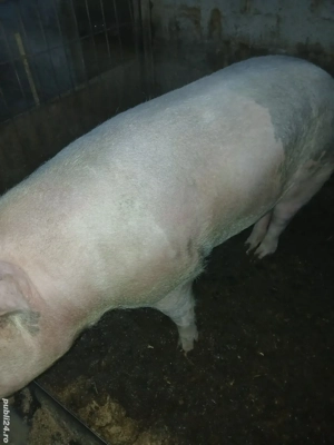 Oferta porc din monta artificiala de carne pietran cu landras aproximativ 150kg