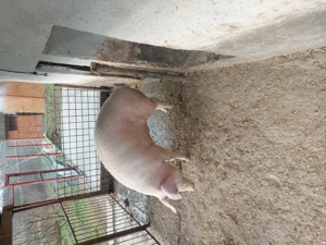 Vînd un porc - imagine 2