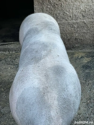 de vanzare scrofa petrean  - imagine 4