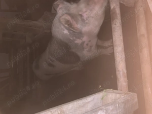 Vând porc de tăiat și purcei