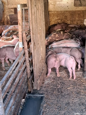 vând porc si purcei - imagine 3