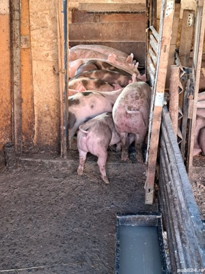 vând porc si purcei - imagine 2