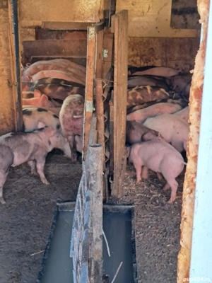 vând porc si purcei
