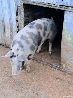 vând porc si purcei - imagine 4