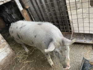 15 lei kg !!!! Vând porc are în jur de 200kg crescut bio de țară ofer și transport contra cost 