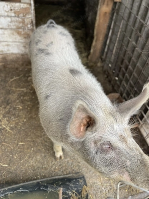 Vând porc 15 lei kg crescut bio are în jur de 200 kg - imagine 2