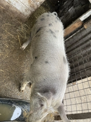 15 lei kg !!!! Vând porc are în jur de 200kg crescut bio de țară ofer și transport contra cost  - imagine 2