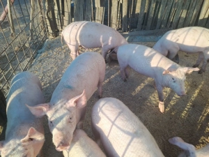 Vând Porci la Două luni jumate  - imagine 2