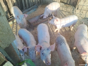 Vând Porci la Două luni jumate  - imagine 3