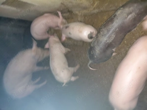 Purcei de vânzare  - imagine 2