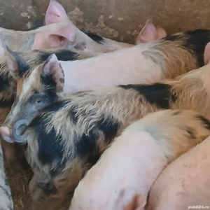 soldei 3 luni - imagine 8