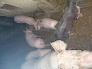 Purcei de vânzare  - imagine 3