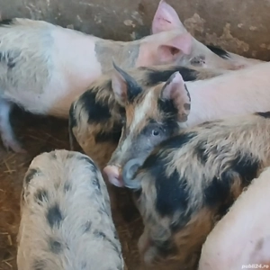 soldei 3 luni - imagine 5